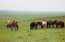 Mongolian grassland