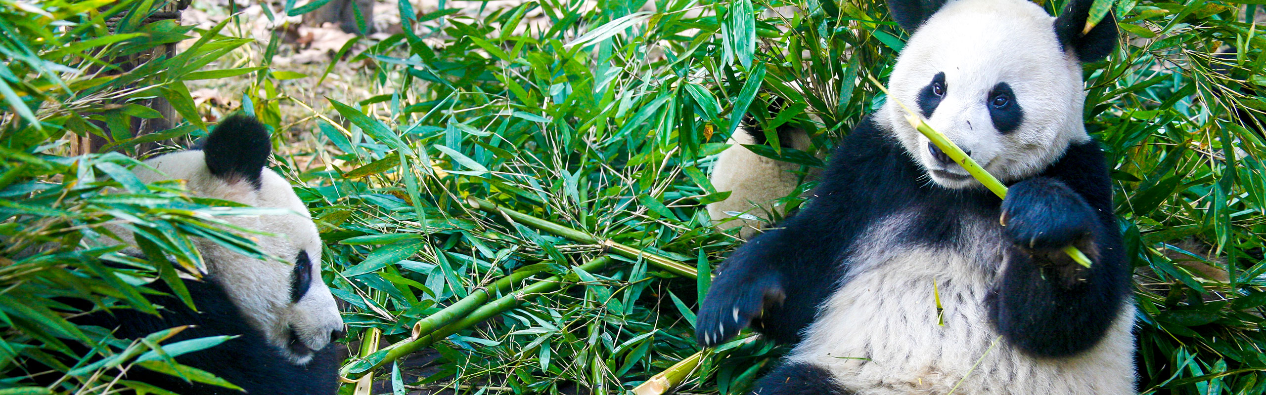 giant pandas