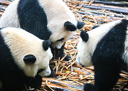 Giant Pandas, Chengdu