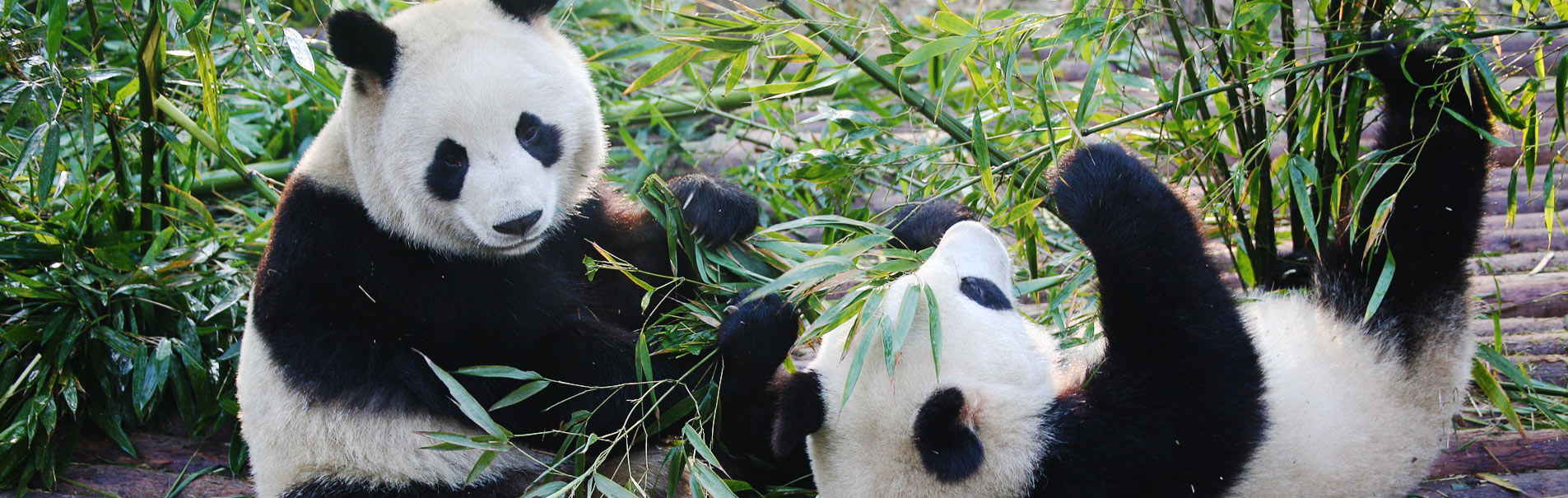 giant pandas