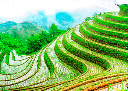 Dragon's backbone rice terraces