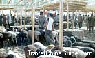 The livestock market is one of the most thriving parts of Sunday Bazaar. Sheep, goats, donkeys, cows, and horses are all driven into a mud-brick yard.