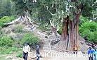 This king of cypress is 50 meters high with a diameter of 6 meters. Guess its age? 1,500 years!