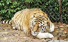 A tiger is leisurely taking a nap in the zoo.