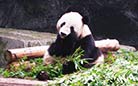 The panda is guaranteed enough fresh bamboos every day.