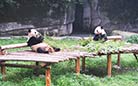 The pandas are living a comfortable life in the zoo.