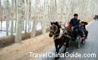 The horse cart can be the most common vehicle in the village. A happy family is on their way.