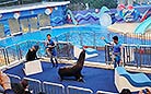 Dolphin Show of Hong Kong Ocean Park