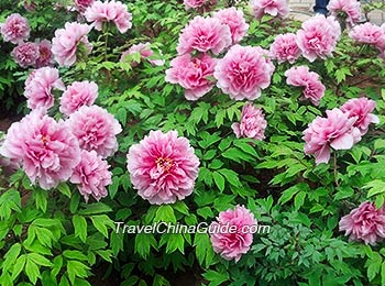 Peony Flowers