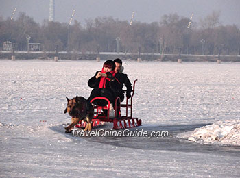 Dog Sledging