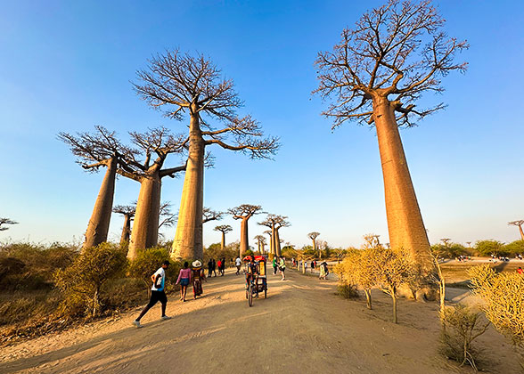 Baobabs in Madagascar