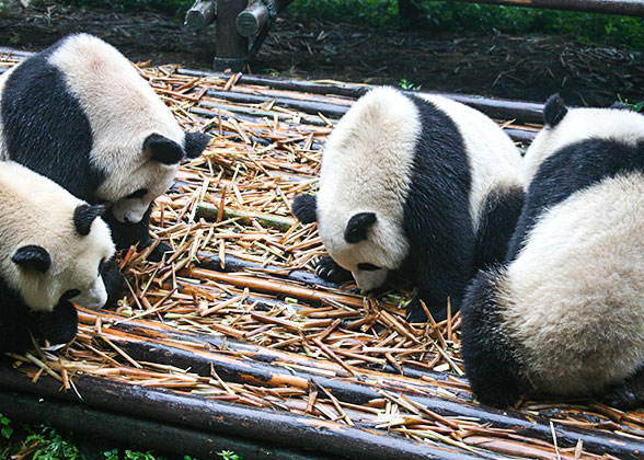 Giant pandas, Chengdu