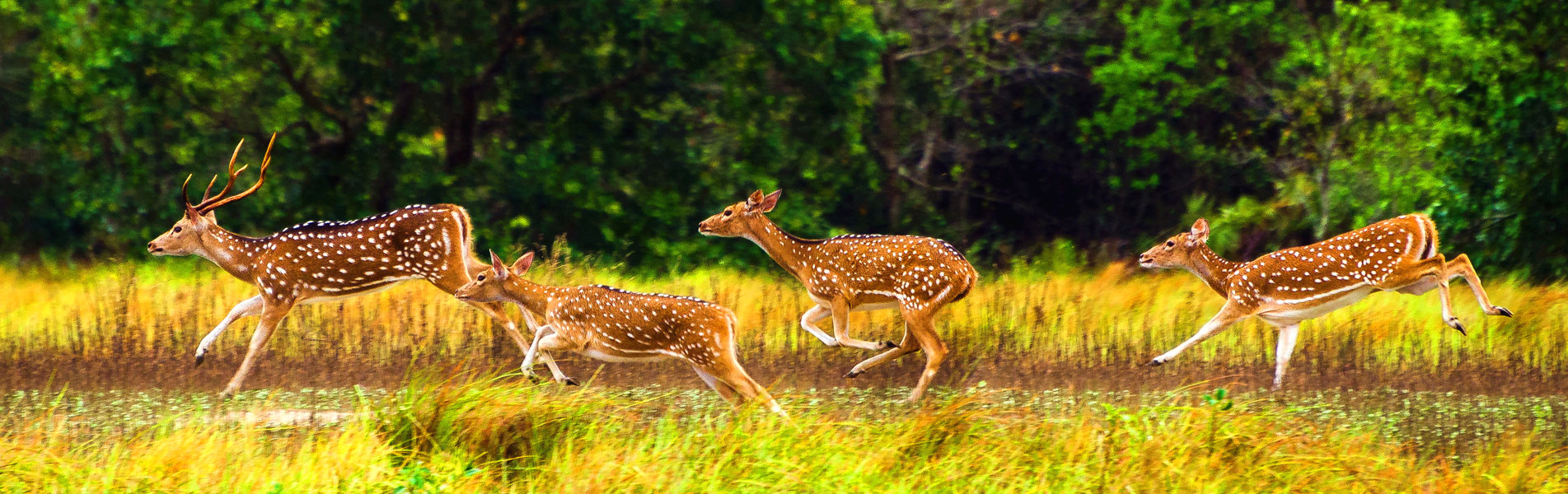 Sundarbans National Park