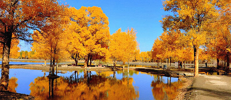 Diversifolious Poplar, Xinjiang