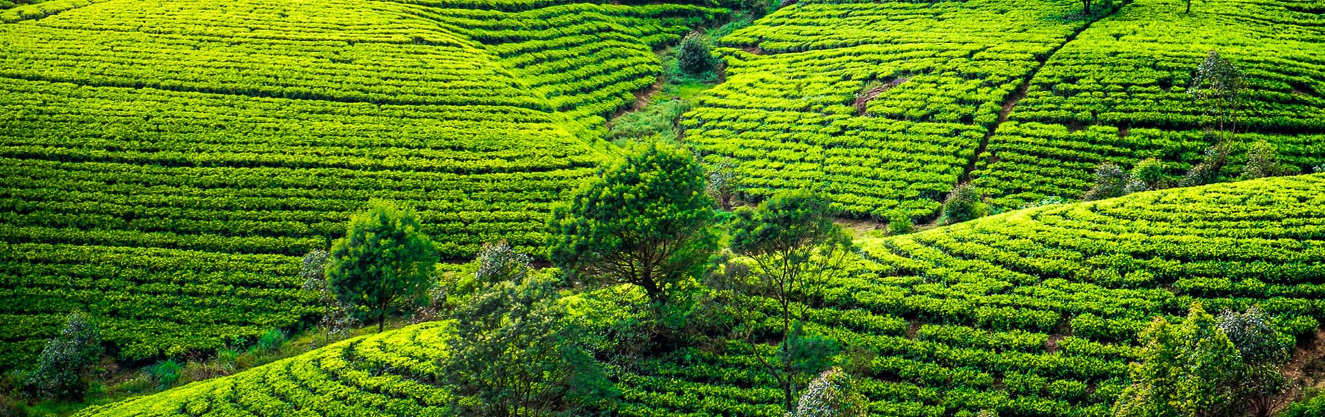 Tea plantation in Sri Lanka