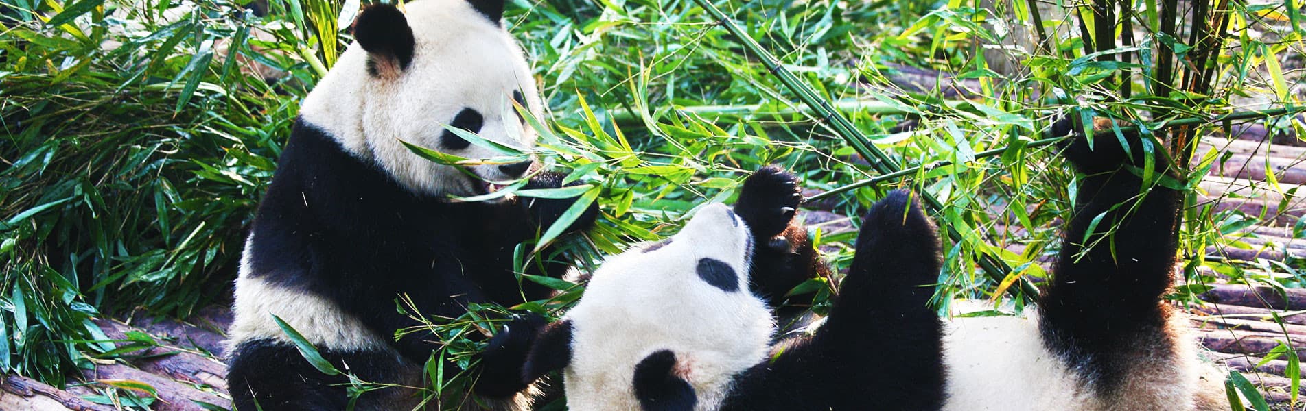 Giant pandas, Chengdu