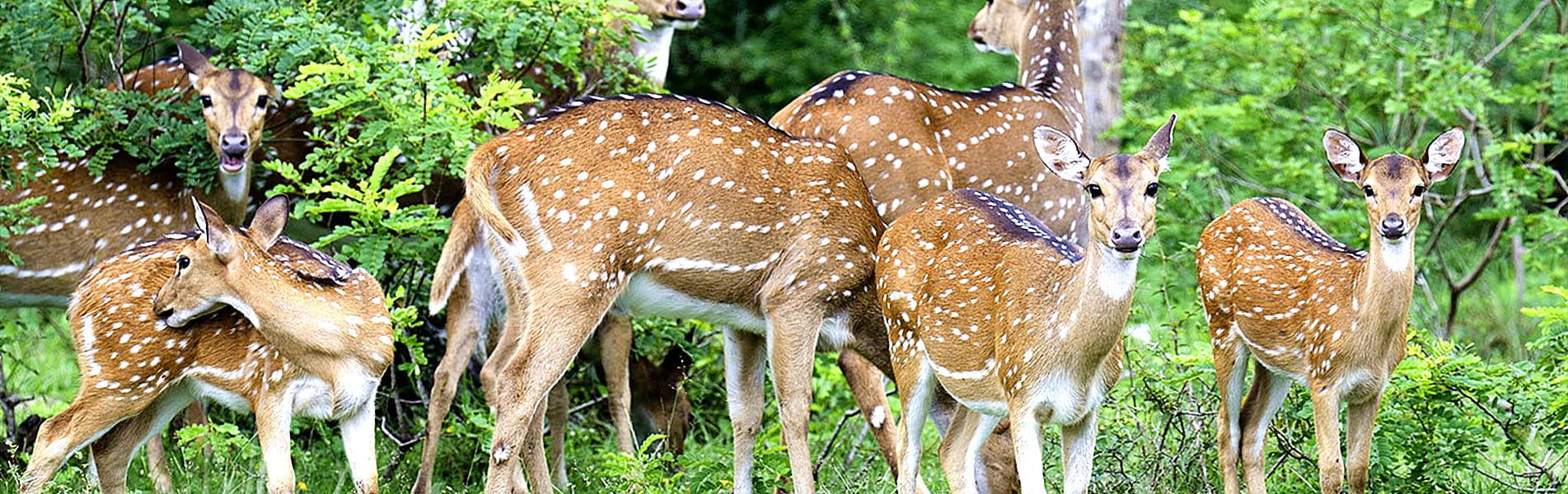 Yala National Park