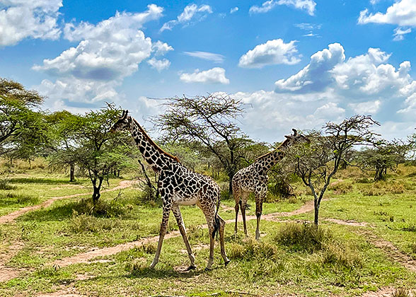 Tsavo West National Park