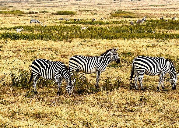 Zebras in Masai Mara