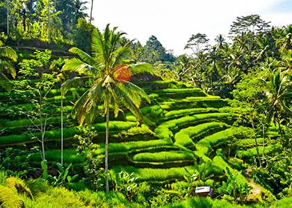 Tegalalang Rice Terrace