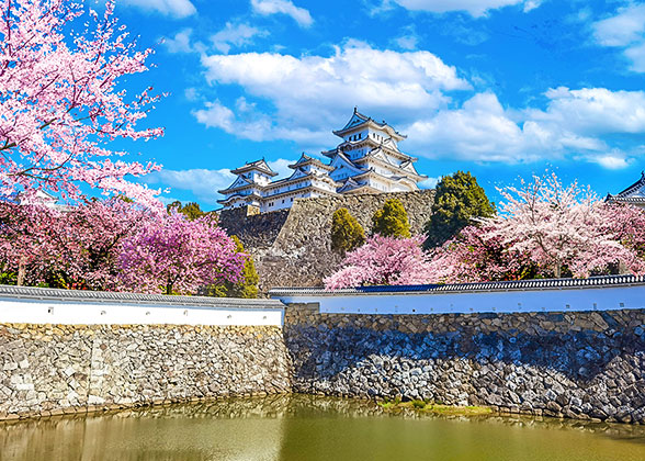 Cherry Blossom in Japan