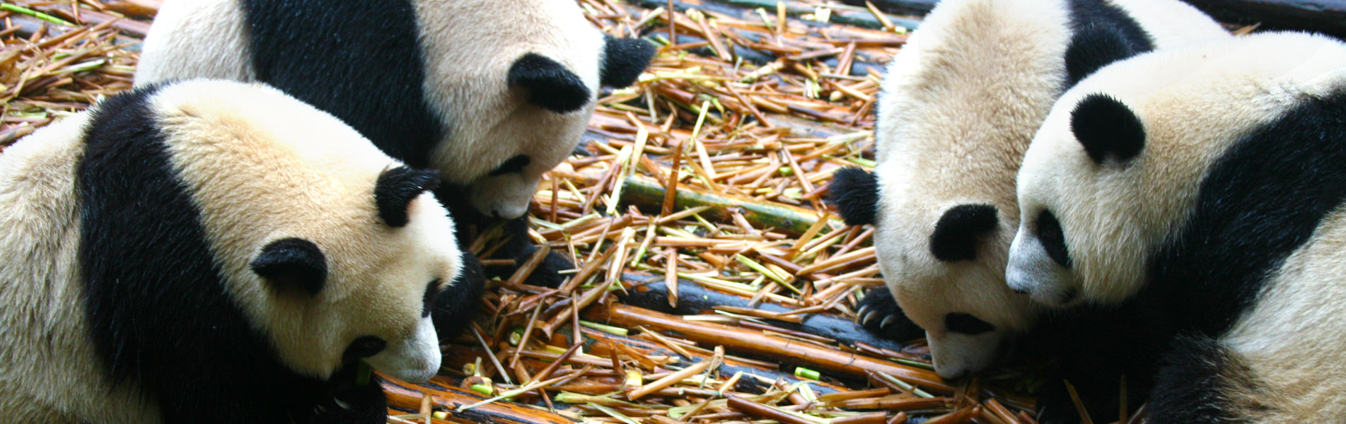 Giant pandas, Chengdu