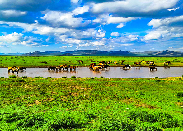 Ordos Grassland