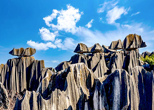 Stone Forest