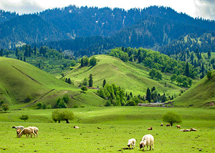 Nalati Grassland