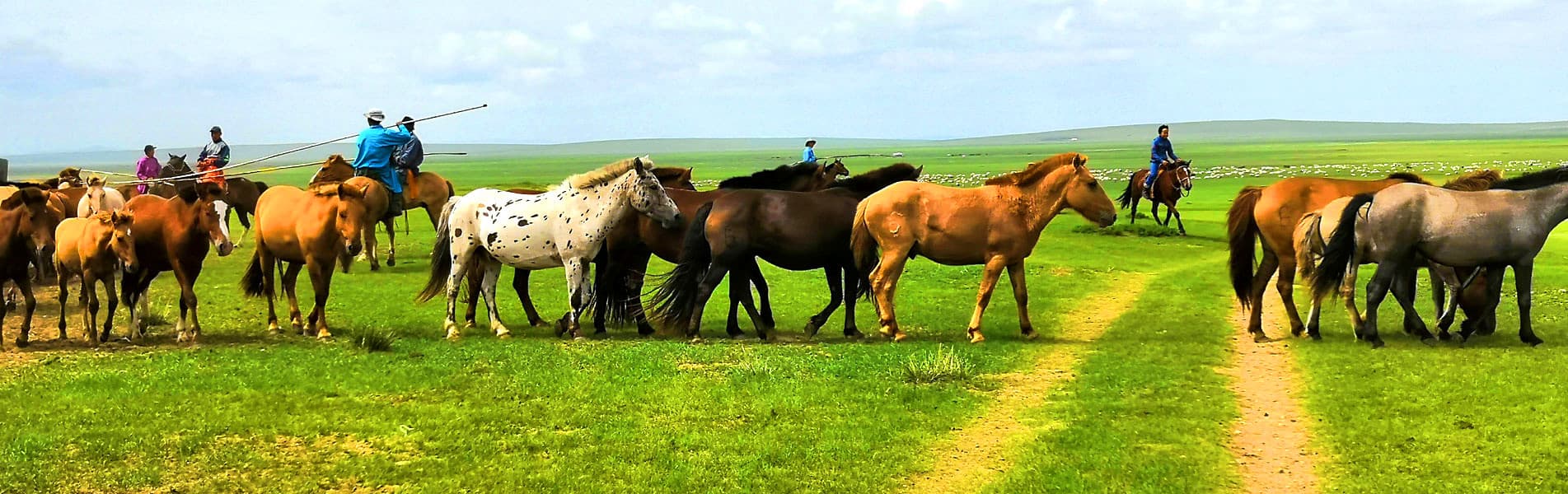 Mongolia grassland