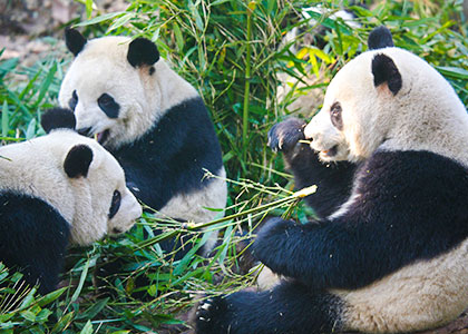 Giant Pandas, Chengdu