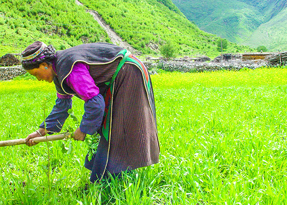 Tibetan in Mountains